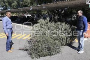 RECOLECCIÓN ÁRBOLES DE NAVIDAD