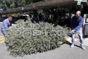RECOLECCIÓN ÁRBOLES DE NAVIDAD