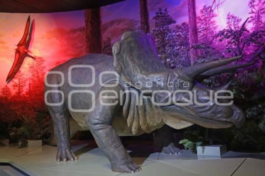 MUSEO DE LA EVOLUCIÓN . DÉCIMO ANIVERSARIO
