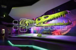 MUSEO DE LA EVOLUCIÓN . DÉCIMO ANIVERSARIO