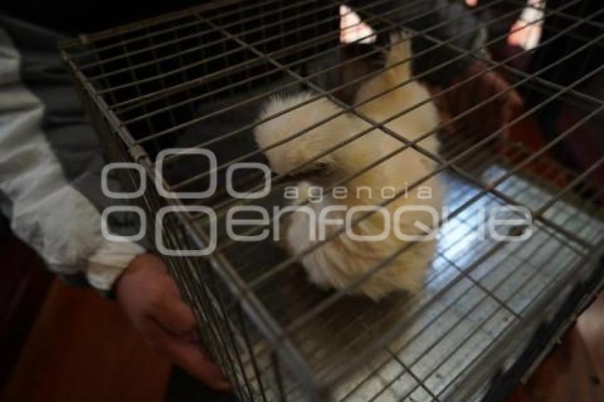 TLAXCALA . BENDICIÓN ANIMALES