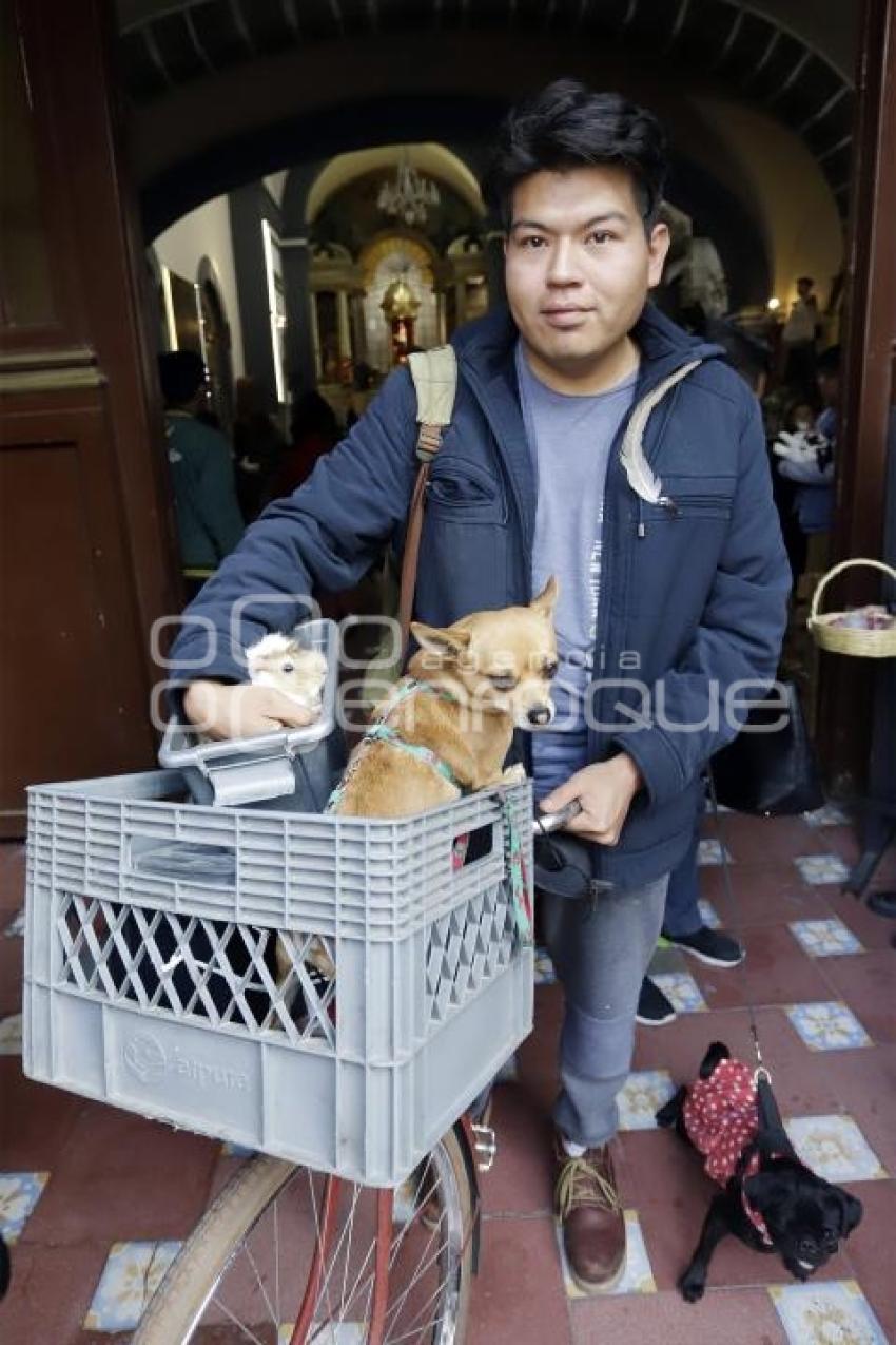 SAN ANTONIO . BENDICIÓN ANIMALES