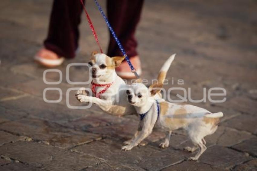 TLAXCALA . BENDICIÓN ANIMALES