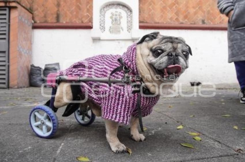 BENDICIÓN DE ANIMALES