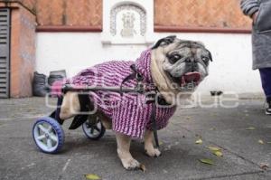 BENDICIÓN DE ANIMALES