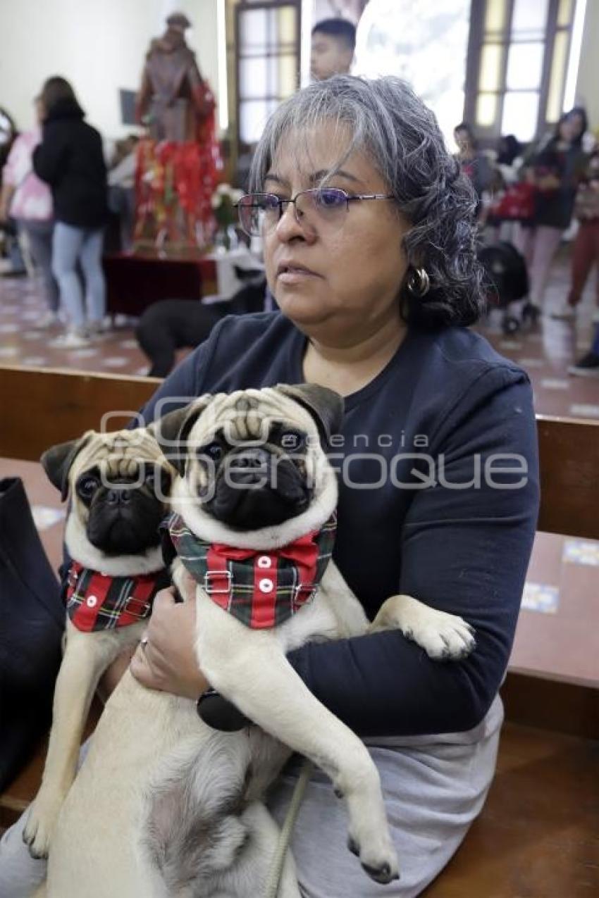 SAN ANTONIO . BENDICIÓN ANIMALES