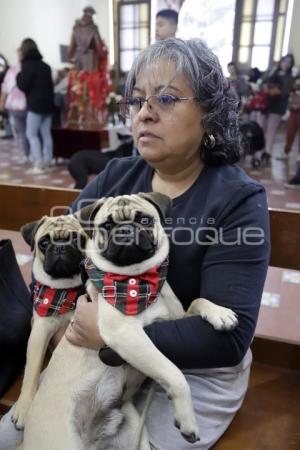 SAN ANTONIO . BENDICIÓN ANIMALES
