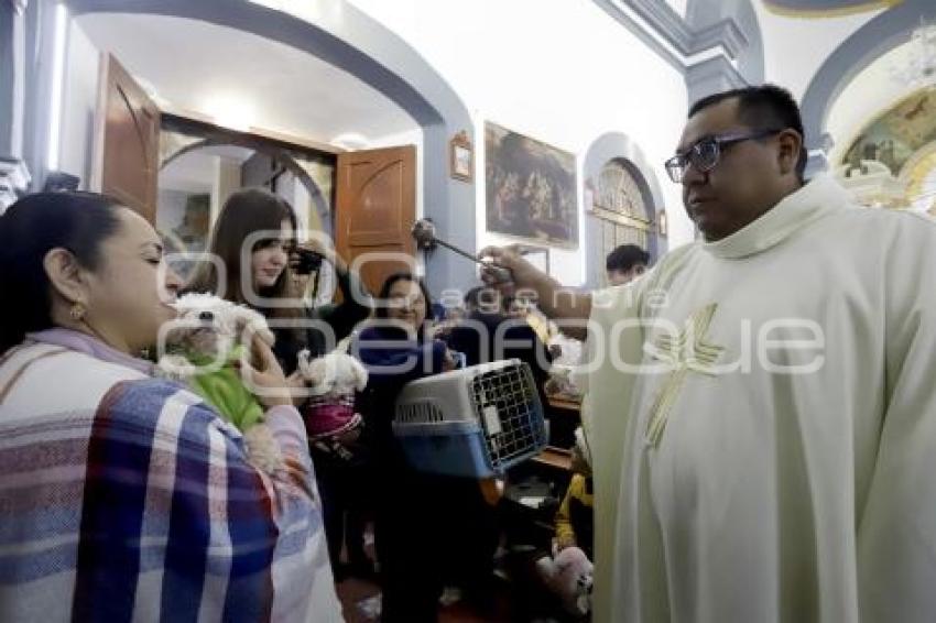 SAN ANTONIO . BENDICIÓN ANIMALES