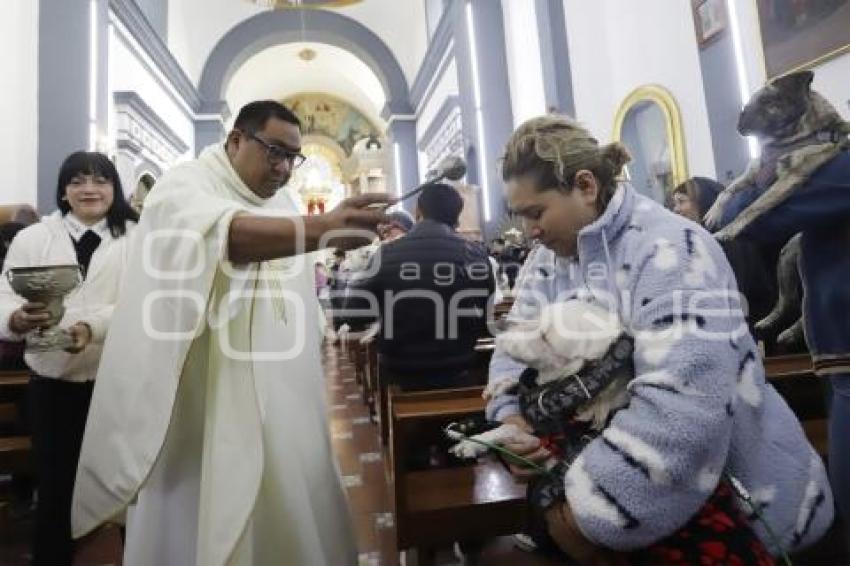 SAN ANTONIO . BENDICIÓN ANIMALES