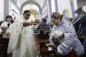 SAN ANTONIO . BENDICIÓN ANIMALES