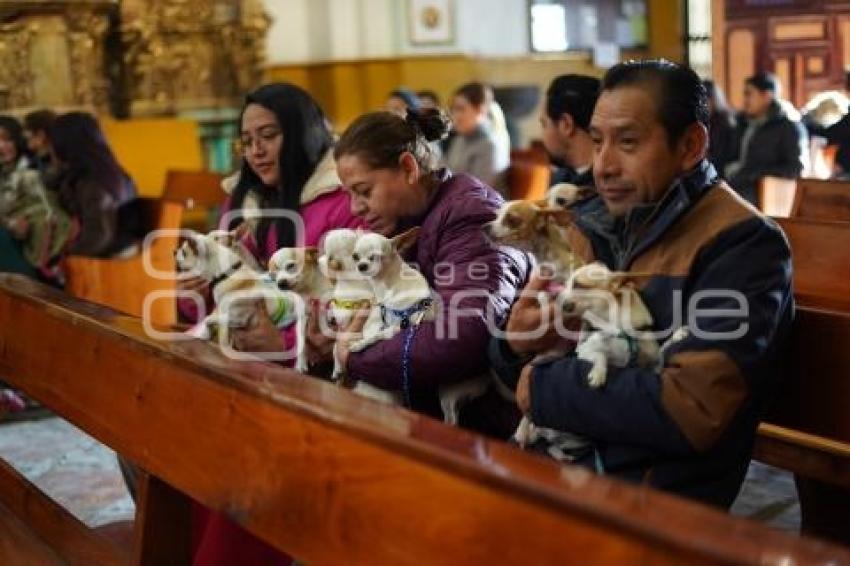 TLAXCALA . BENDICIÓN ANIMALES
