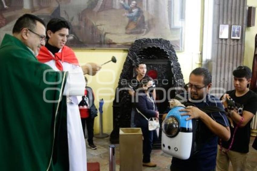 BENDICIÓN DE ANIMALES