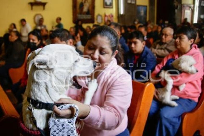 BENDICIÓN DE ANIMALES