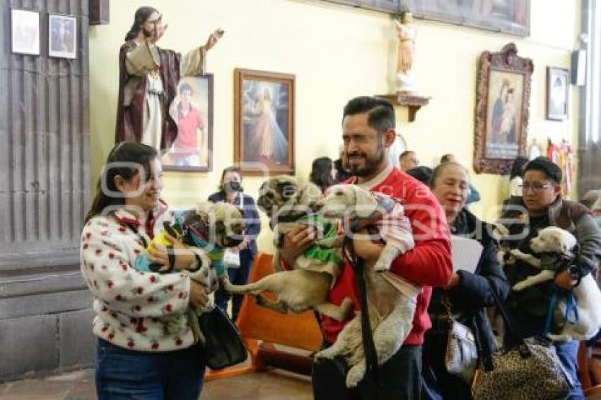 BENDICIÓN DE ANIMALES