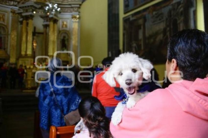 BENDICIÓN DE ANIMALES