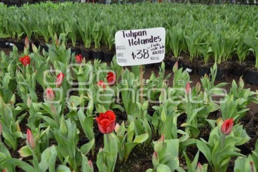 ATLIXCO . TEMPORADA DE TULIPANES
