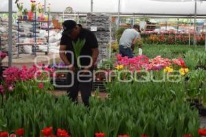 ATLIXCO . TEMPORADA DE TULIPANES