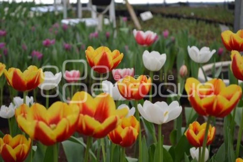 ATLIXCO . TEMPORADA DE TULIPANES