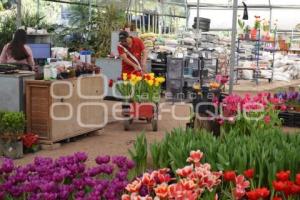 ATLIXCO . TEMPORADA DE TULIPANES