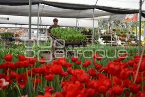 ATLIXCO . TEMPORADA DE TULIPANES