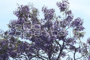 JACARANDAS