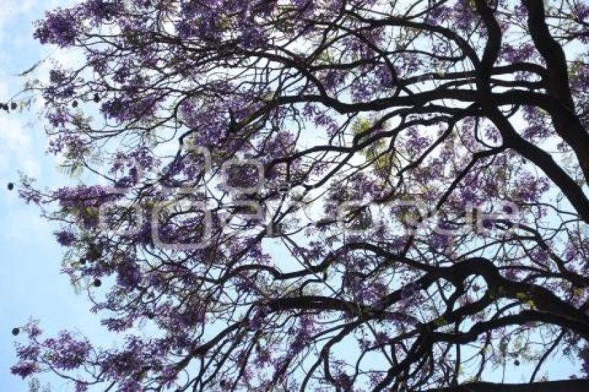 JACARANDAS