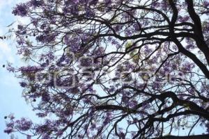 JACARANDAS
