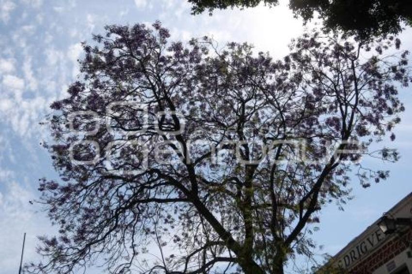 JACARANDAS