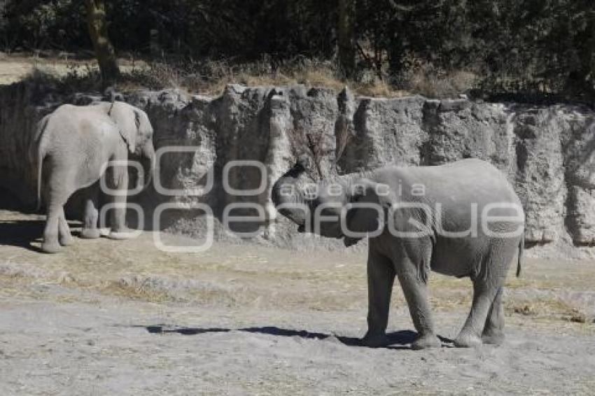 AFRICAM SAFARI . VERDE NAVIDAD