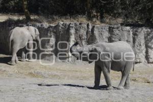 AFRICAM SAFARI . PROGRAMA VERDE NAVIDAD