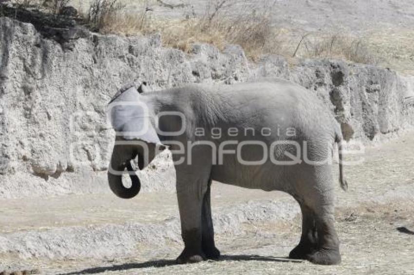 AFRICAM SAFARI . VERDE NAVIDAD