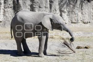 AFRICAM SAFARI . PROGRAMA VERDE NAVIDAD