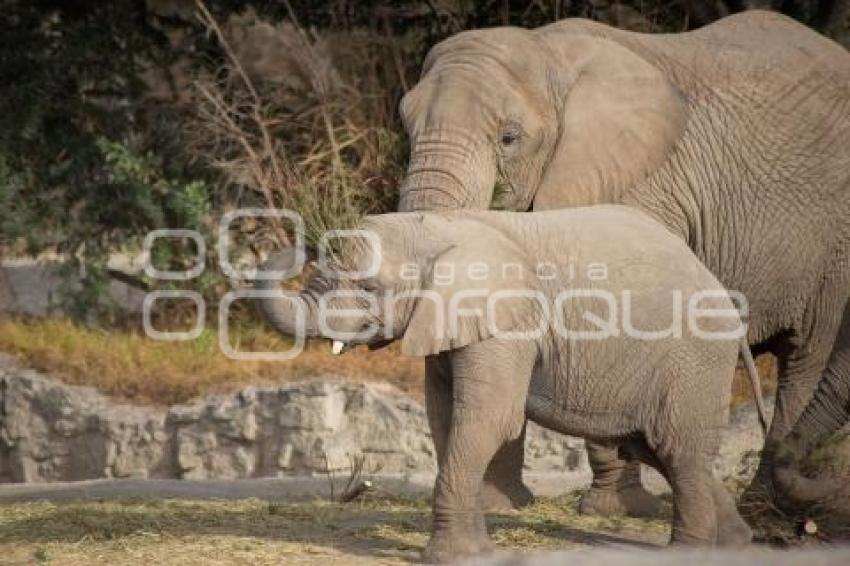 AFRICAM SAFARI . VERDE NAVIDAD
