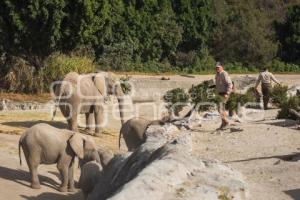 AFRICAM SAFARI . VERDE NAVIDAD