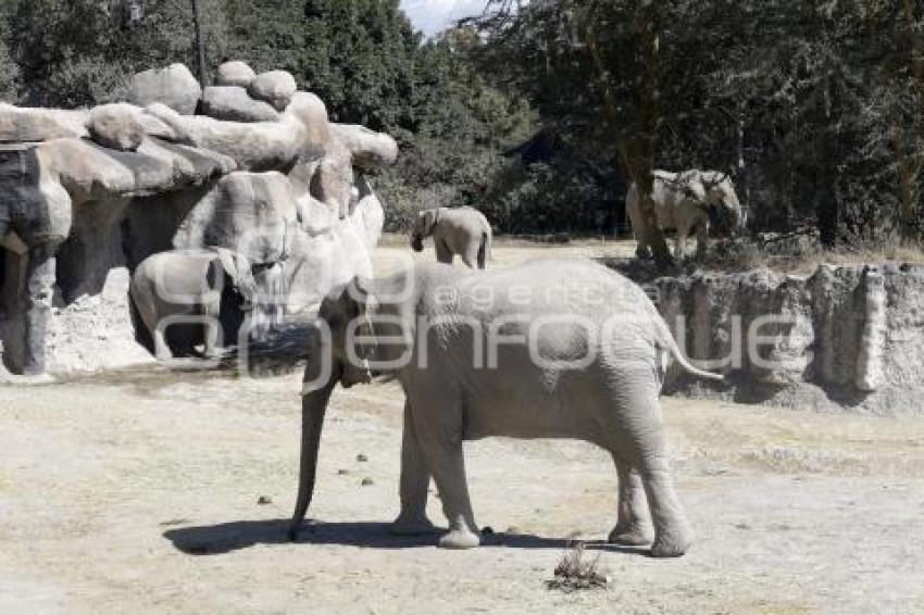 AFRICAM SAFARI . VERDE NAVIDAD