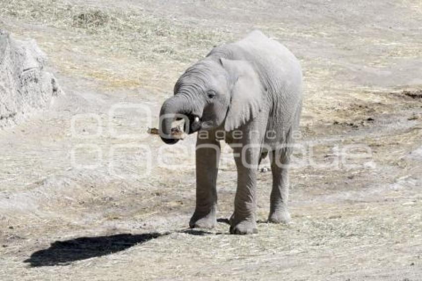 AFRICAM SAFARI . VERDE NAVIDAD