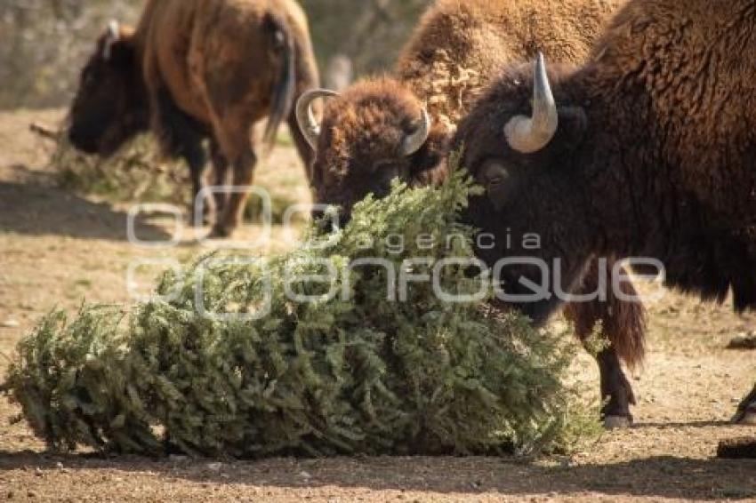 AFRICAM SAFARI . VERDE NAVIDAD