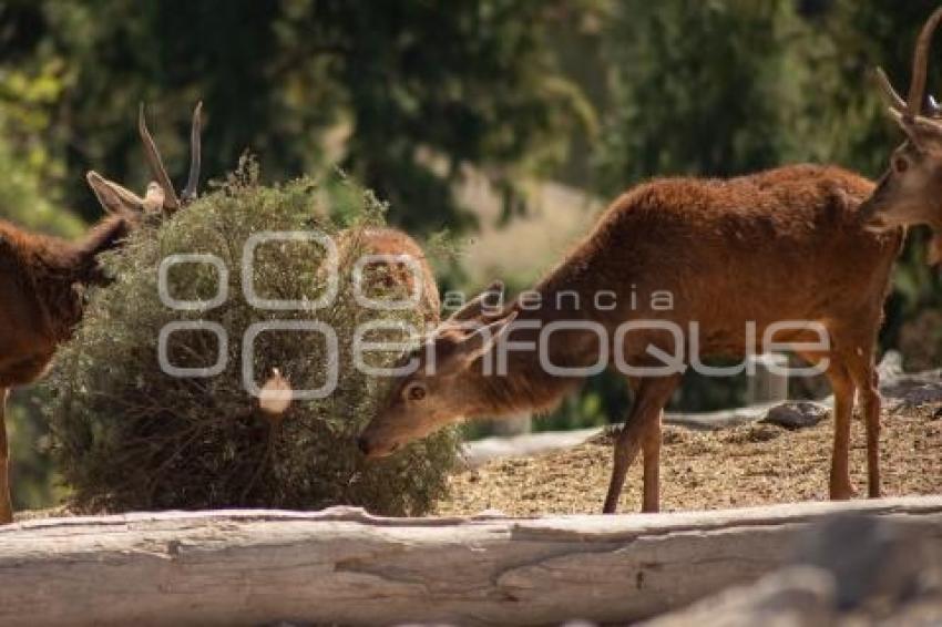AFRICAM SAFARI . VERDE NAVIDAD