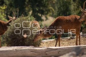 AFRICAM SAFARI . VERDE NAVIDAD