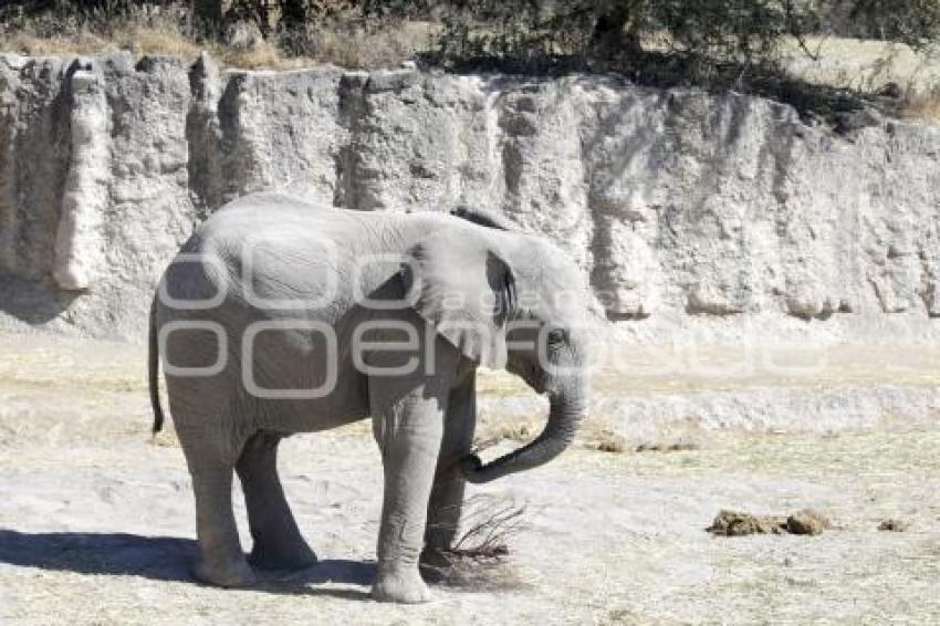 AFRICAM SAFARI . VERDE NAVIDAD