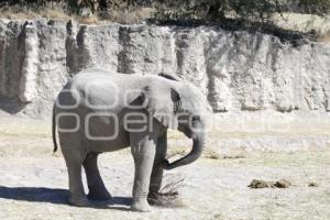 AFRICAM SAFARI . PROGRAMA VERDE NAVIDAD