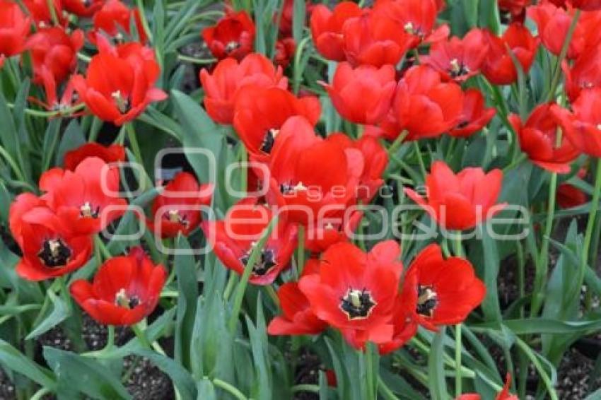 ATLIXCO . TEMPORADA DE TULIPANES