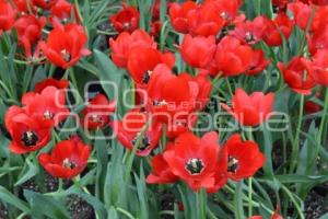 ATLIXCO . TEMPORADA DE TULIPANES