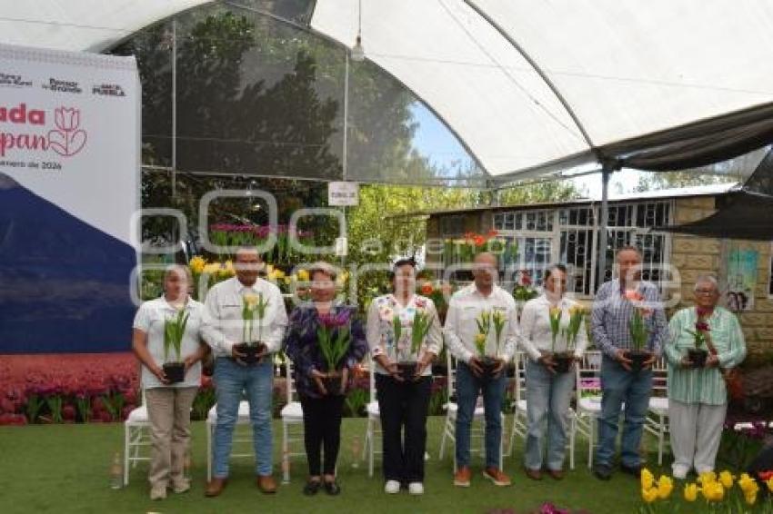 ATLIXCO . TEMPORADA DE TULIPANES