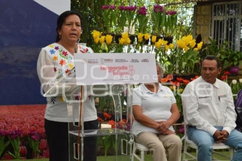 ATLIXCO . TEMPORADA DE TULIPANES