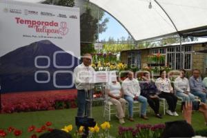 ATLIXCO . TEMPORADA DE TULIPANES