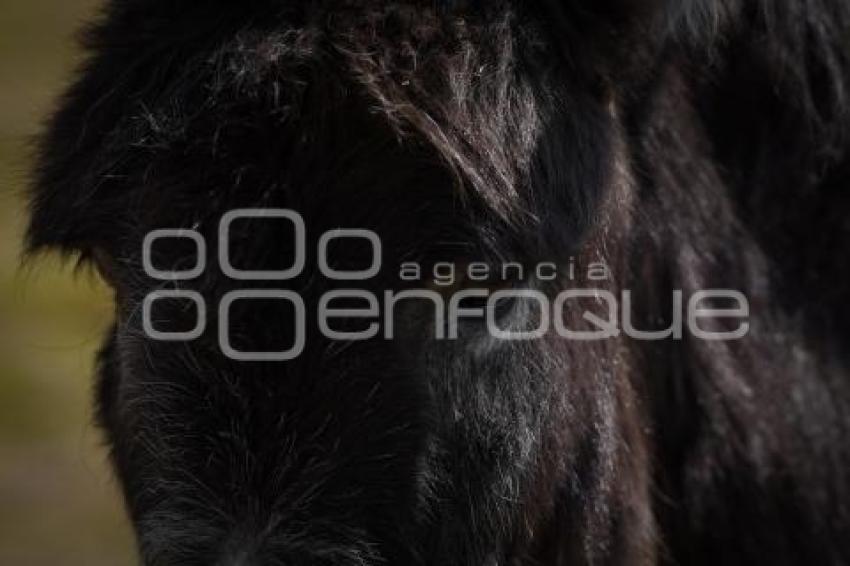 TLAXCALA . CUACOLANDIA