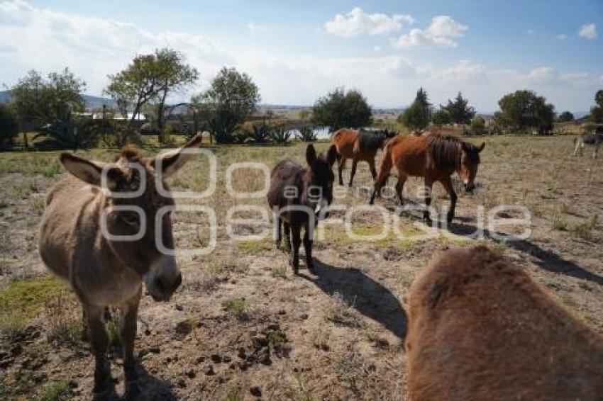 TLAXCALA . CUACOLANDIA