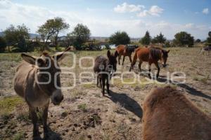 TLAXCALA . CUACOLANDIA