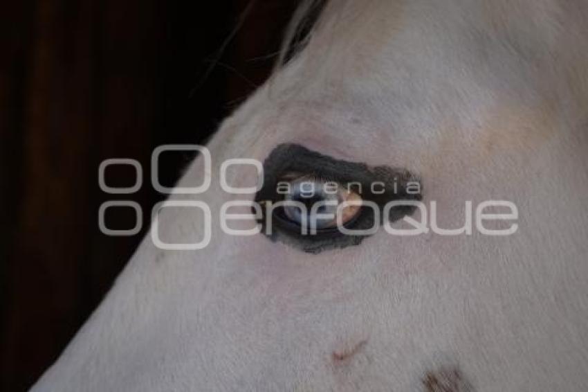 TLAXCALA . CUACOLANDIA